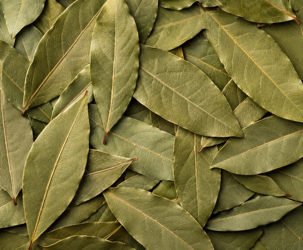 Close-up of dried Black Sea laurel leaves